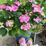 Schwaebische Alb